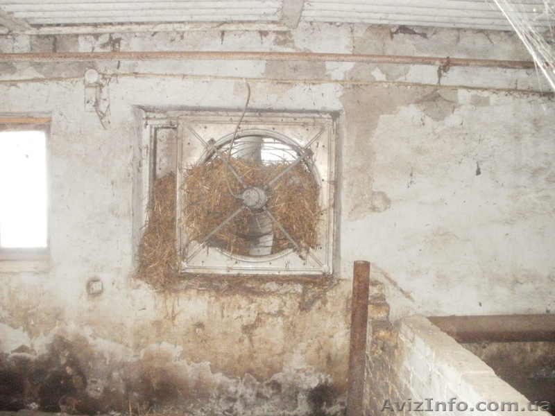 свинарник под розборку - <ro>Изображение</ro><ru>Изображение</ru> #6, <ru>Объявление</ru> #484290