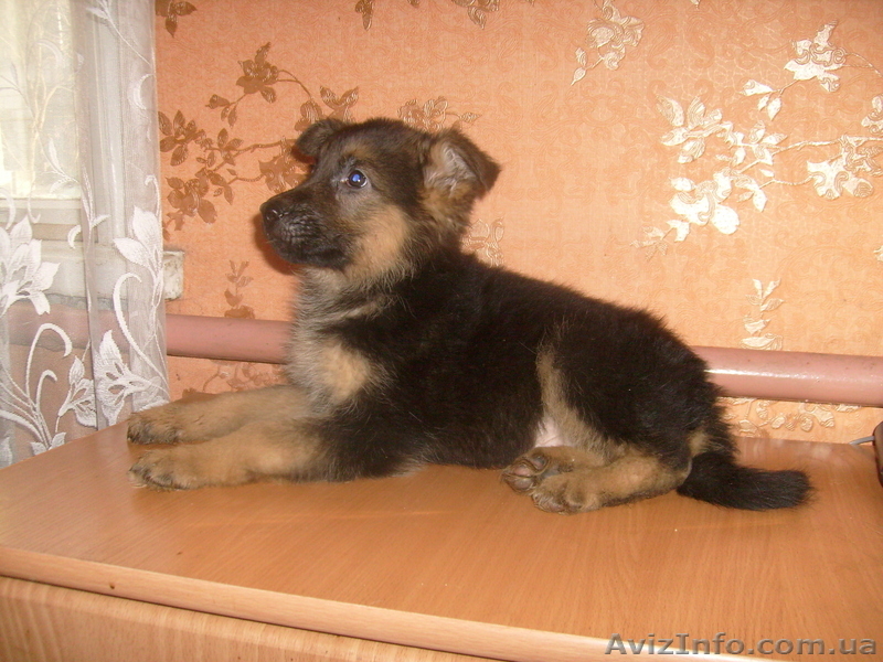 немецкая овчарка,  отличные  щенки - <ro>Изображение</ro><ru>Изображение</ru> #2, <ru>Объявление</ru> #499421