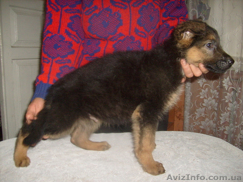 немецкая овчарка,  отличные  щенки - <ro>Изображение</ro><ru>Изображение</ru> #3, <ru>Объявление</ru> #499421