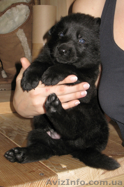 Продаются щенки ЧЕРНОЙ НЕМЕЦКОЙ ОВЧАРКИ - <ro>Изображение</ro><ru>Изображение</ru> #4, <ru>Объявление</ru> #543171