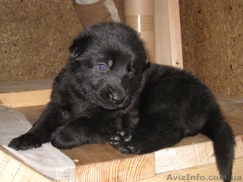 Продаются щенки ЧЕРНОЙ НЕМЕЦКОЙ ОВЧАРКИ - <ro>Изображение</ro><ru>Изображение</ru> #5, <ru>Объявление</ru> #543171