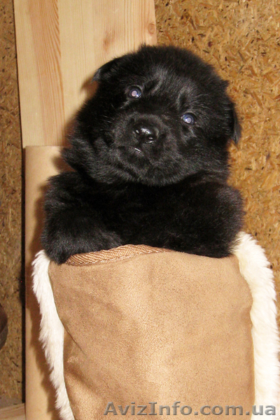Продаются щенки ЧЕРНОЙ НЕМЕЦКОЙ ОВЧАРКИ - <ro>Изображение</ro><ru>Изображение</ru> #6, <ru>Объявление</ru> #543171