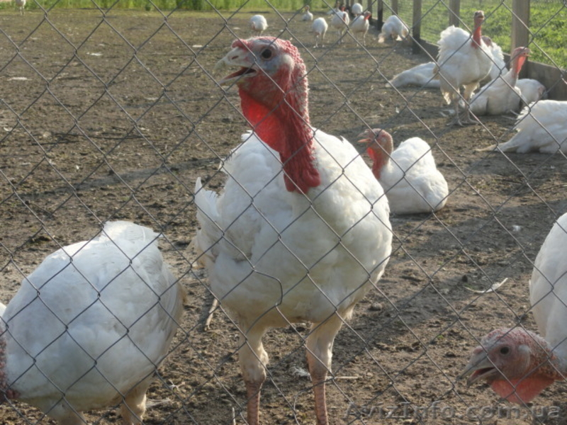 продам индюшат белие широкогрудие - <ro>Изображение</ro><ru>Изображение</ru> #2, <ru>Объявление</ru> #526990
