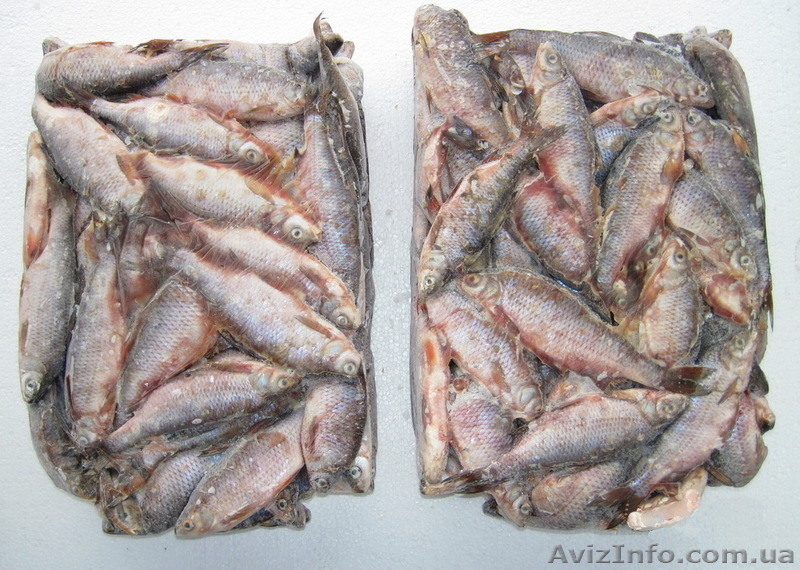 Продам плотву свежемороженную - <ro>Изображение</ro><ru>Изображение</ru> #1, <ru>Объявление</ru> #554651