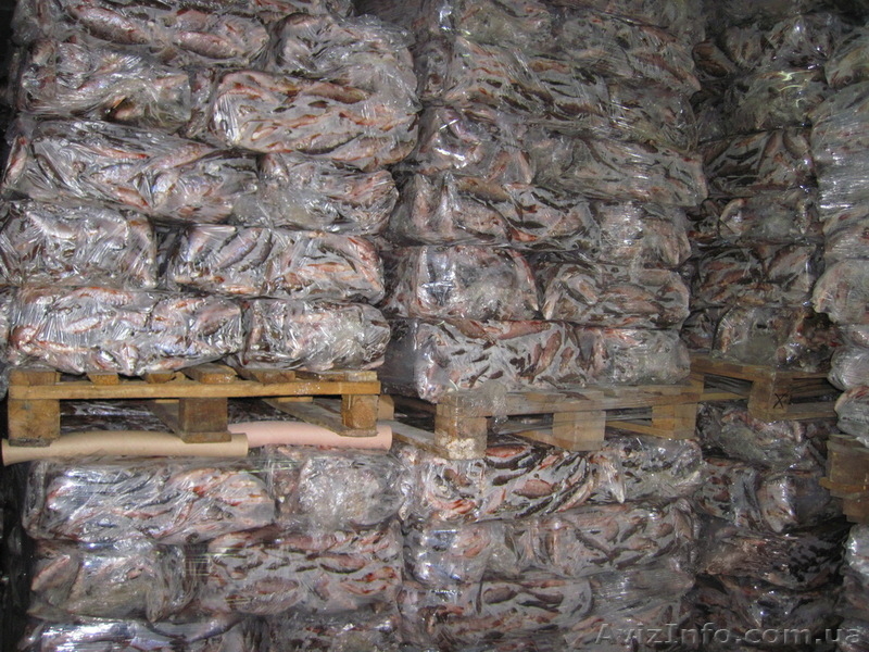 Продам плотву свежемороженную - <ro>Изображение</ro><ru>Изображение</ru> #3, <ru>Объявление</ru> #554651