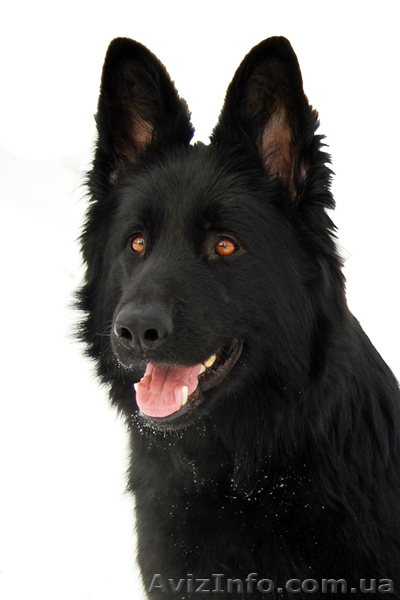 Продаются щенки ЧЕРНОЙ НЕМЕЦКОЙ ОВЧАРКИ - <ro>Изображение</ro><ru>Изображение</ru> #3, <ru>Объявление</ru> #543171