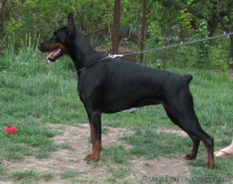 Предлагаются породные щенки добермана - <ro>Изображение</ro><ru>Изображение</ru> #1, <ru>Объявление</ru> #592469