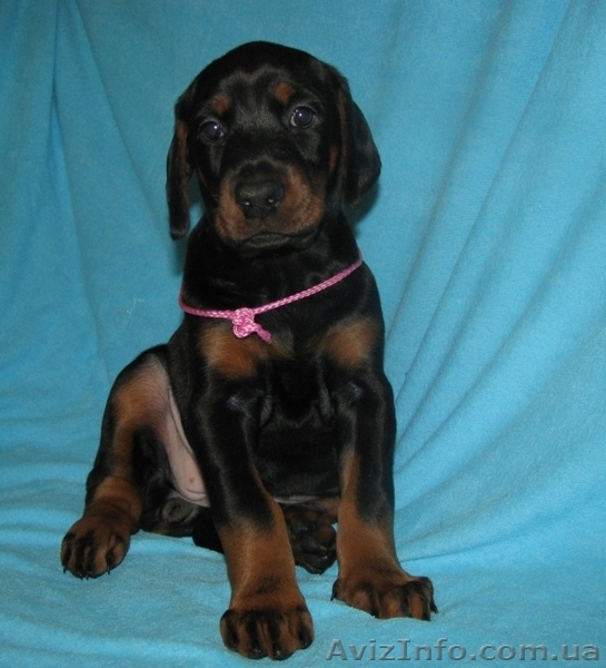 Предлагаются породные щенки добермана - <ro>Изображение</ro><ru>Изображение</ru> #3, <ru>Объявление</ru> #592469