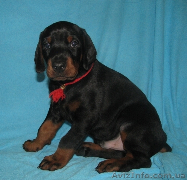 Предлагаются породные щенки добермана - <ro>Изображение</ro><ru>Изображение</ru> #2, <ru>Объявление</ru> #592469