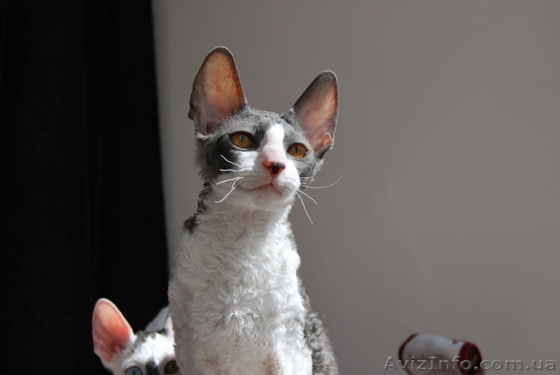 котята корниш-рекс - <ro>Изображение</ro><ru>Изображение</ru> #1, <ru>Объявление</ru> #596486