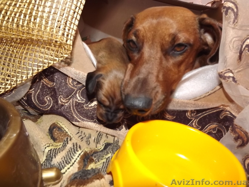 Таксы стандартные - <ro>Изображение</ro><ru>Изображение</ru> #1, <ru>Объявление</ru> #569838