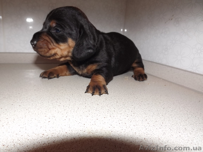 Таксы стандартные - <ro>Изображение</ro><ru>Изображение</ru> #2, <ru>Объявление</ru> #569838