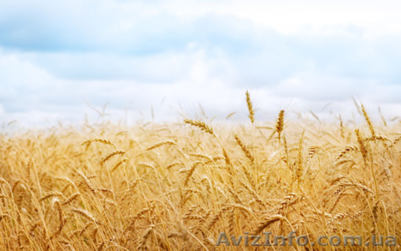 Продам муку, манку, отруби, кормосмеси ПОСТОЯННО - <ro>Изображение</ro><ru>Изображение</ru> #2, <ru>Объявление</ru> #603981