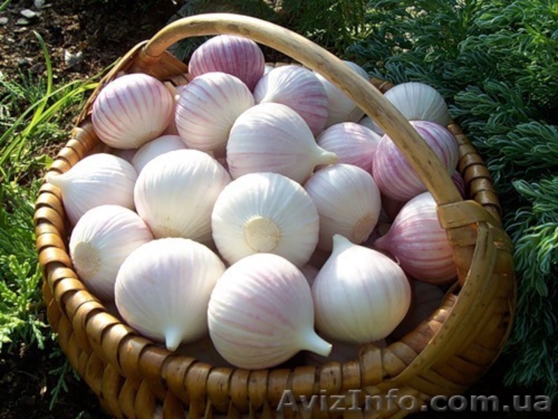 чеснок оптом от производителя - <ro>Изображение</ro><ru>Изображение</ru> #1, <ru>Объявление</ru> #685324
