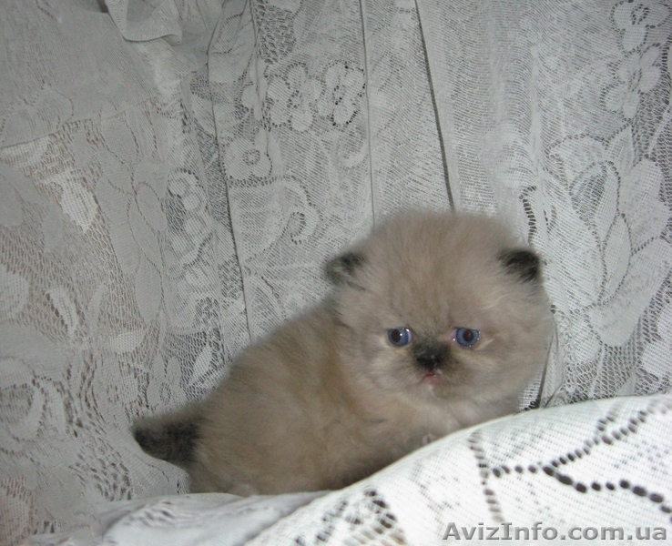 Продаются персидские котята - <ro>Изображение</ro><ru>Изображение</ru> #1, <ru>Объявление</ru> #686554
