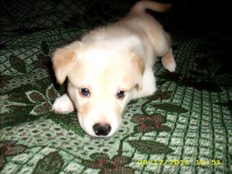 Отдам в хорошие руки щенков  - <ro>Изображение</ro><ru>Изображение</ru> #3, <ru>Объявление</ru> #685775