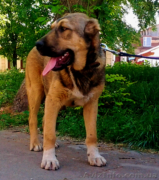 Щенки среднеазиатской овчарки ( Алабай ) - <ro>Изображение</ro><ru>Изображение</ru> #2, <ru>Объявление</ru> #676384