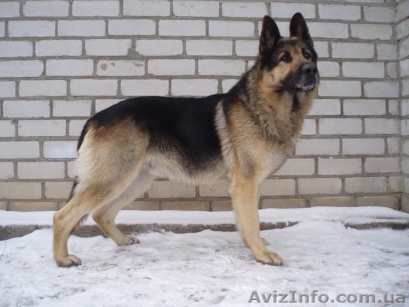 Алиментный щенок восточно-европейской овчарки! - <ro>Изображение</ro><ru>Изображение</ru> #3, <ru>Объявление</ru> #736536