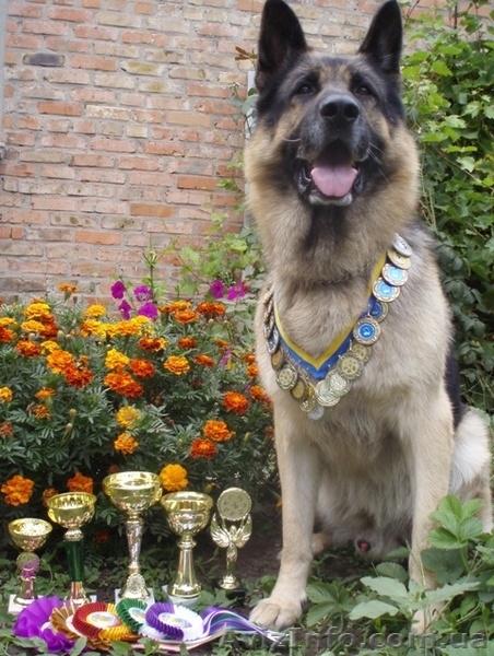 Алиментный щенок восточно-европейской овчарки! - <ro>Изображение</ro><ru>Изображение</ru> #4, <ru>Объявление</ru> #736536