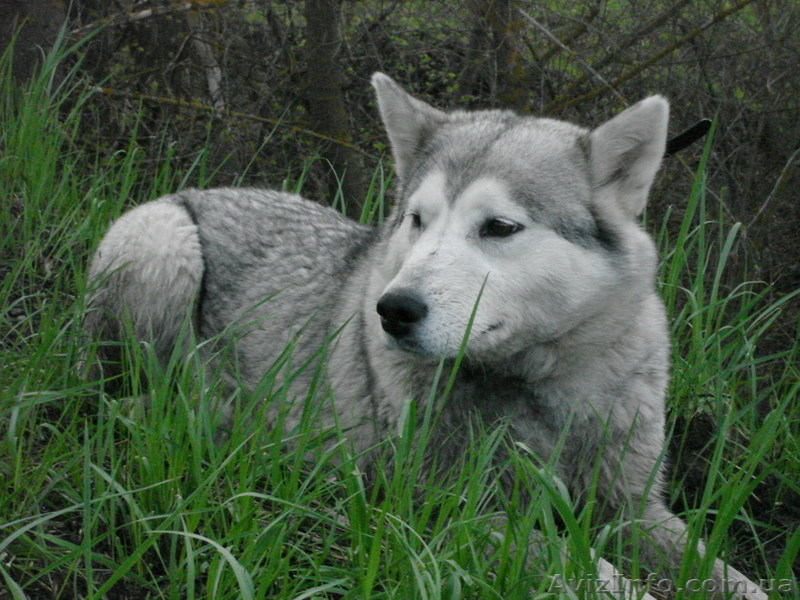Щенок сибирской хаски - <ro>Изображение</ro><ru>Изображение</ru> #1, <ru>Объявление</ru> #760334