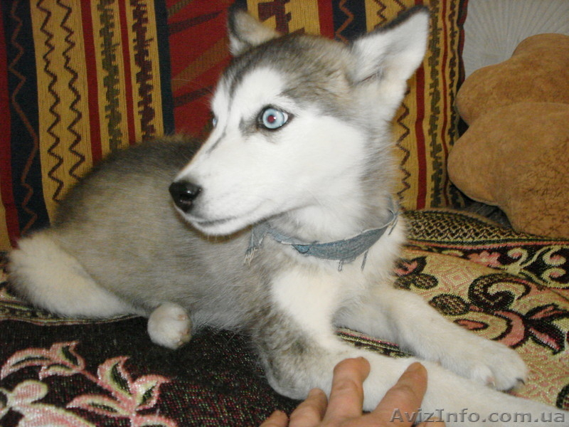 Щенок сибирской хаски - <ro>Изображение</ro><ru>Изображение</ru> #3, <ru>Объявление</ru> #760334