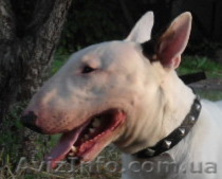 кобель бультерьера - <ro>Изображение</ro><ru>Изображение</ru> #1, <ru>Объявление</ru> #768138