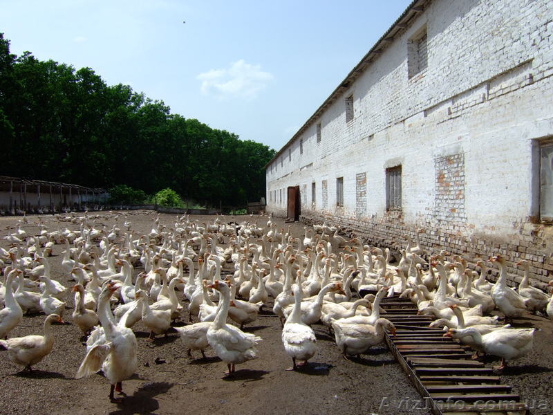 Продажа Фермы. Земли промышленного назначения. - <ro>Изображение</ro><ru>Изображение</ru> #1, <ru>Объявление</ru> #778663