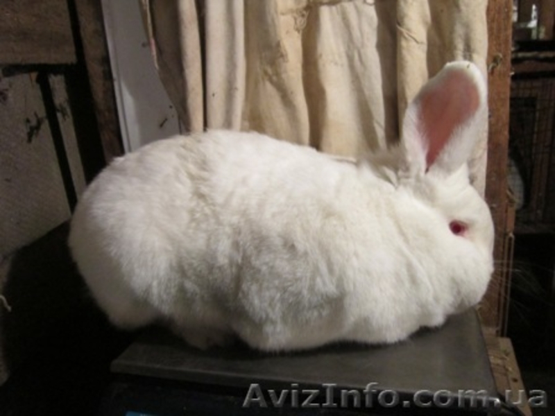 Продам молодняк калифорнийских кроликов  и НЗБ - <ro>Изображение</ro><ru>Изображение</ru> #3, <ru>Объявление</ru> #767630