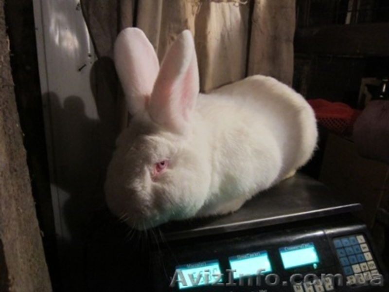 Продам молодняк калифорнийских кроликов  и НЗБ - <ro>Изображение</ro><ru>Изображение</ru> #2, <ru>Объявление</ru> #767630