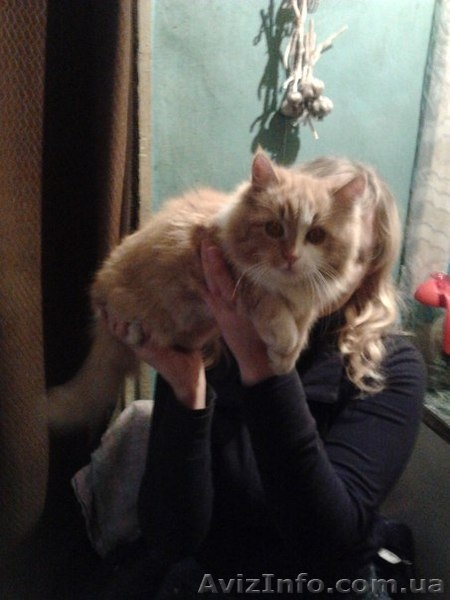 Отдам кошечку бесплатно в хорошие руки - <ro>Изображение</ro><ru>Изображение</ru> #2, <ru>Объявление</ru> #801207