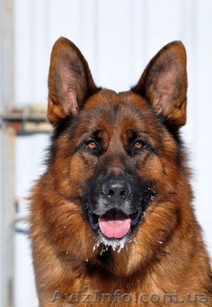 Щенки нем.овчарки от импортированных родителей.Германия. - <ro>Изображение</ro><ru>Изображение</ru> #2, <ru>Объявление</ru> #826480