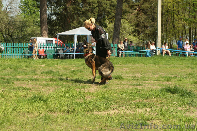 Щенки нем.овчарки от импортированных родителей.Германия. - <ro>Изображение</ro><ru>Изображение</ru> #10, <ru>Объявление</ru> #826480