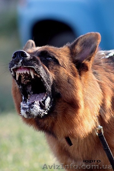 Щенки нем.овчарки от импортированных родителей.Германия. - <ro>Изображение</ro><ru>Изображение</ru> #4, <ru>Объявление</ru> #826480