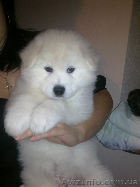 Очаровательные щенки самоедской лайки клуб кку - <ro>Изображение</ro><ru>Изображение</ru> #4, <ru>Объявление</ru> #828651