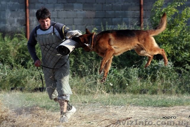 Щенки нем.овчарки от импортированных родителей.Германия. - <ro>Изображение</ro><ru>Изображение</ru> #5, <ru>Объявление</ru> #826480