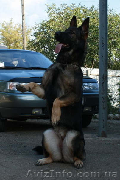 Щенки нем.овчарки от импортированных родителей.Германия. - <ro>Изображение</ro><ru>Изображение</ru> #7, <ru>Объявление</ru> #826480