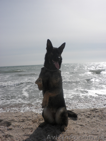 Щенки нем.овчарки от импортированных родителей.Германия. - <ro>Изображение</ro><ru>Изображение</ru> #9, <ru>Объявление</ru> #826480