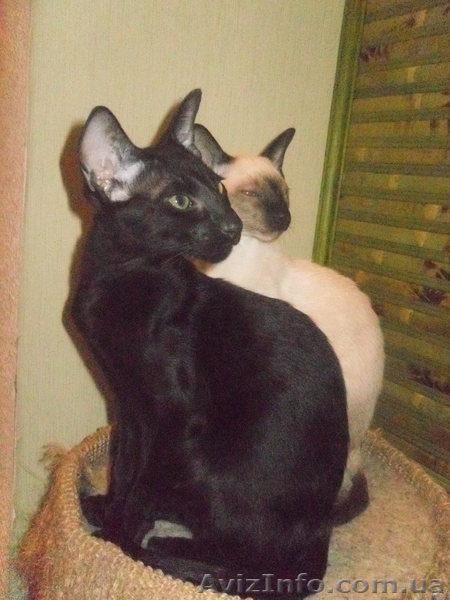 Кошки ориентальной породы. Хороший друг для ваших детей - <ro>Изображение</ro><ru>Изображение</ru> #1, <ru>Объявление</ru> #817379