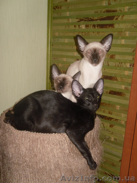 Кошки ориентальной породы. Хороший друг для ваших детей - <ro>Изображение</ro><ru>Изображение</ru> #2, <ru>Объявление</ru> #817379