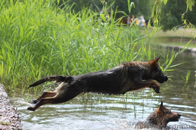 Щенки нем.овчарки от импортированных родителей.Германия. - <ro>Изображение</ro><ru>Изображение</ru> #8, <ru>Объявление</ru> #826480