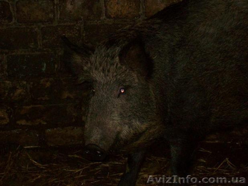 Продам дикі свинки - <ro>Изображение</ro><ru>Изображение</ru> #1, <ru>Объявление</ru> #838105