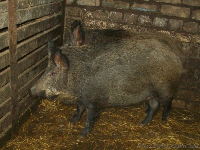 Продам дикі свинки - <ro>Изображение</ro><ru>Изображение</ru> #3, <ru>Объявление</ru> #838105