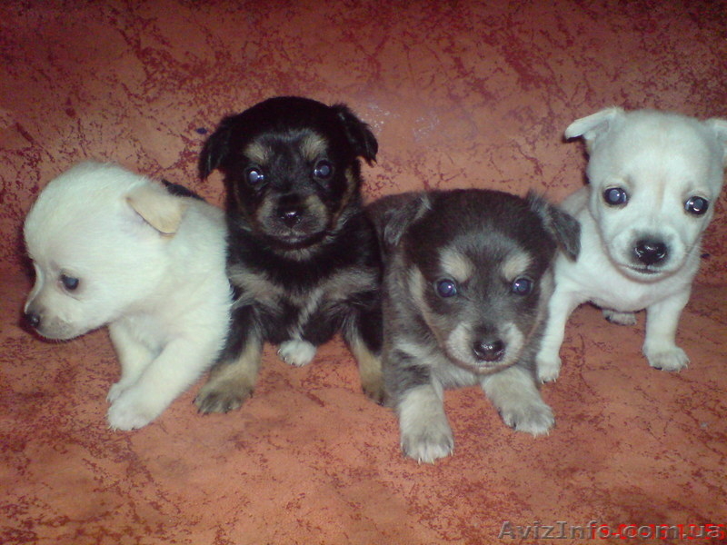 Продаются щенки Чихуахуа - <ro>Изображение</ro><ru>Изображение</ru> #1, <ru>Объявление</ru> #835013