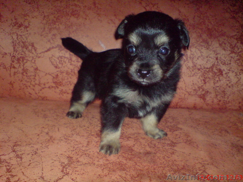 Продаются щенки Чихуахуа! Срочно! - <ro>Изображение</ro><ru>Изображение</ru> #2, <ru>Объявление</ru> #836587