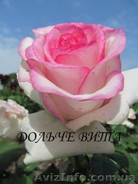 Продам саженцы плодовых деревьев, кустарников, роз. - <ro>Изображение</ro><ru>Изображение</ru> #1, <ru>Объявление</ru> #846880