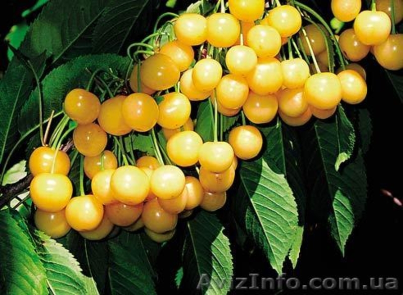 Продам Саженцы черешни оптом - <ro>Изображение</ro><ru>Изображение</ru> #2, <ru>Объявление</ru> #857226