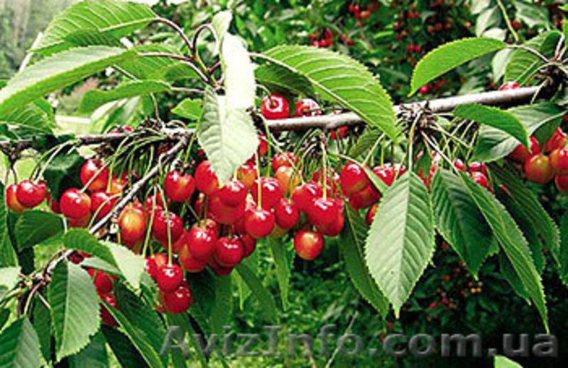 Продам Саженцы черешни оптом - <ro>Изображение</ro><ru>Изображение</ru> #4, <ru>Объявление</ru> #857226