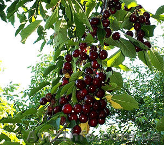 Продам Саженцы черешни оптом - <ro>Изображение</ro><ru>Изображение</ru> #1, <ru>Объявление</ru> #857226