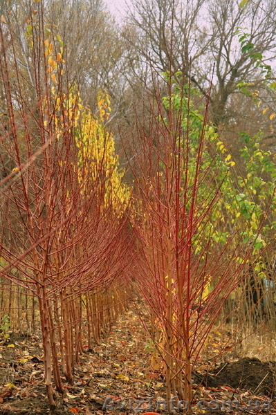 Предлагаю саженцы персика "Дружба","Посол Мира","Коллинз","Старк Сангло" - <ro>Изображение</ro><ru>Изображение</ru> #1, <ru>Объявление</ru> #865624