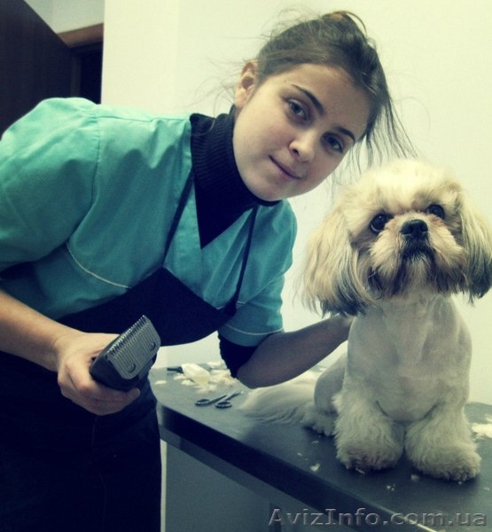 Стрижка кошек и собак без наркоза. Черкассы - <ro>Изображение</ro><ru>Изображение</ru> #3, <ru>Объявление</ru> #885055
